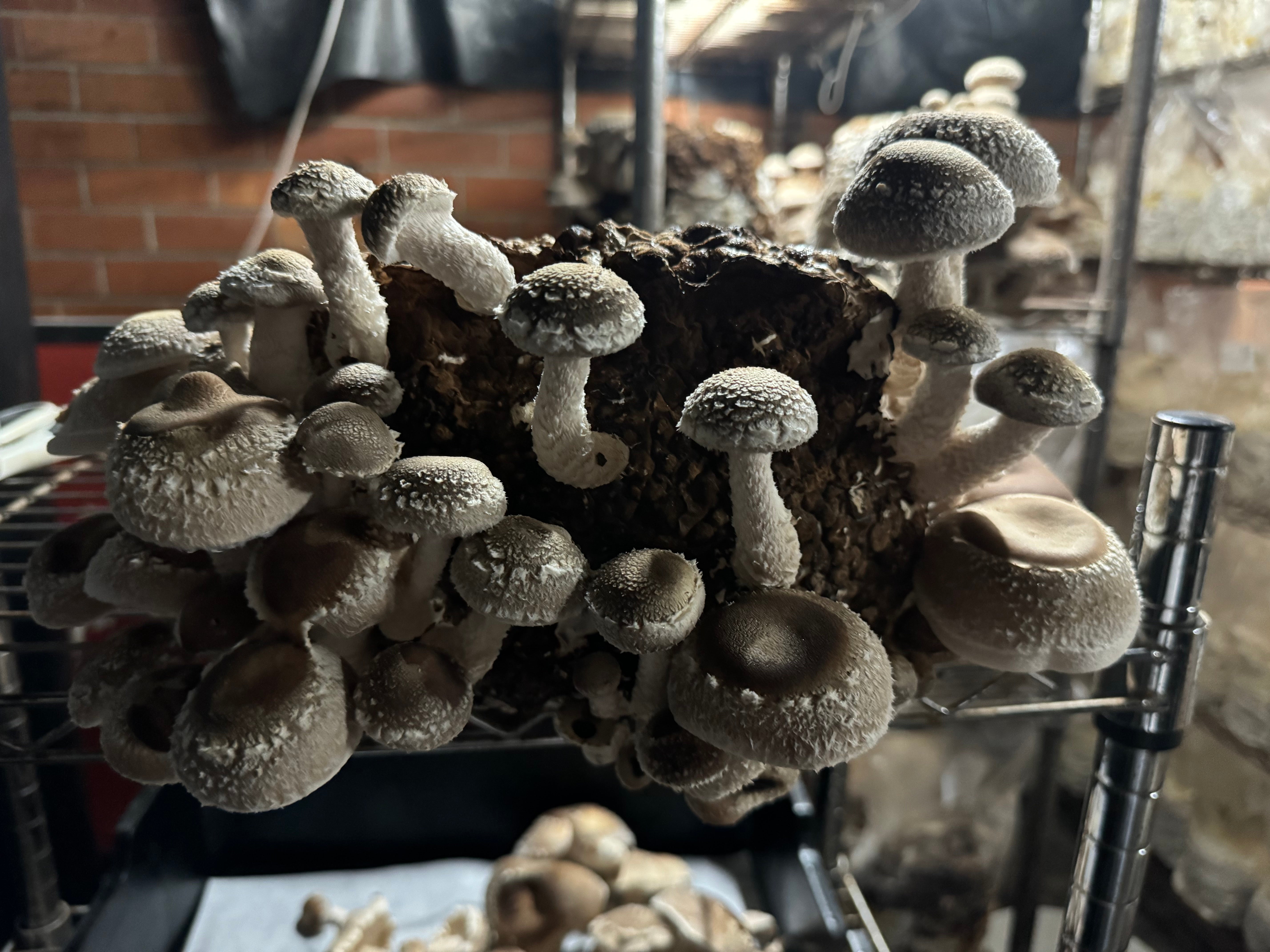 Organic Shiitake Mushroom Grow Kit