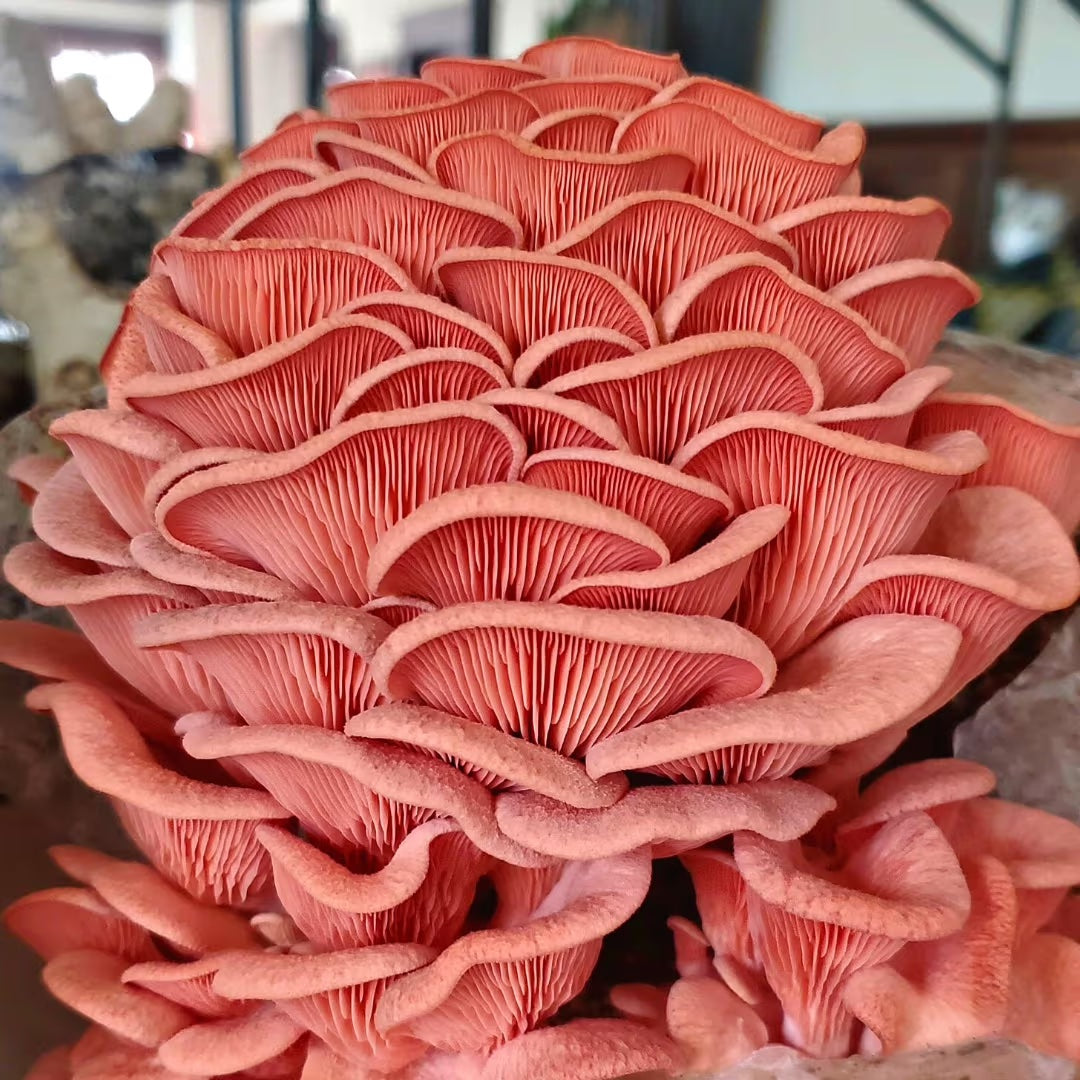Organic Oyster Mushroom Grow  Kit