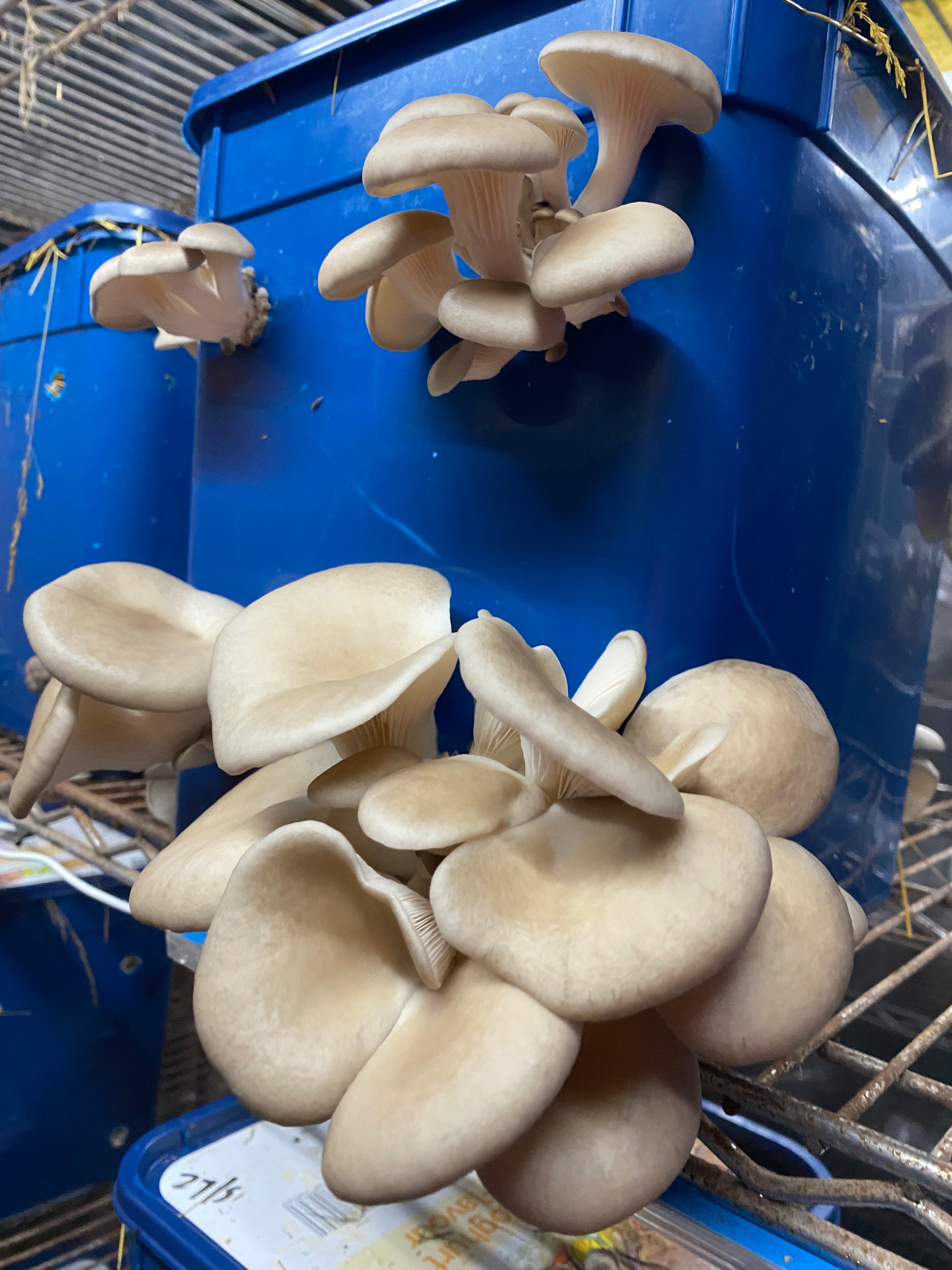 10 Litre Mushroom Growing Tubs x 10