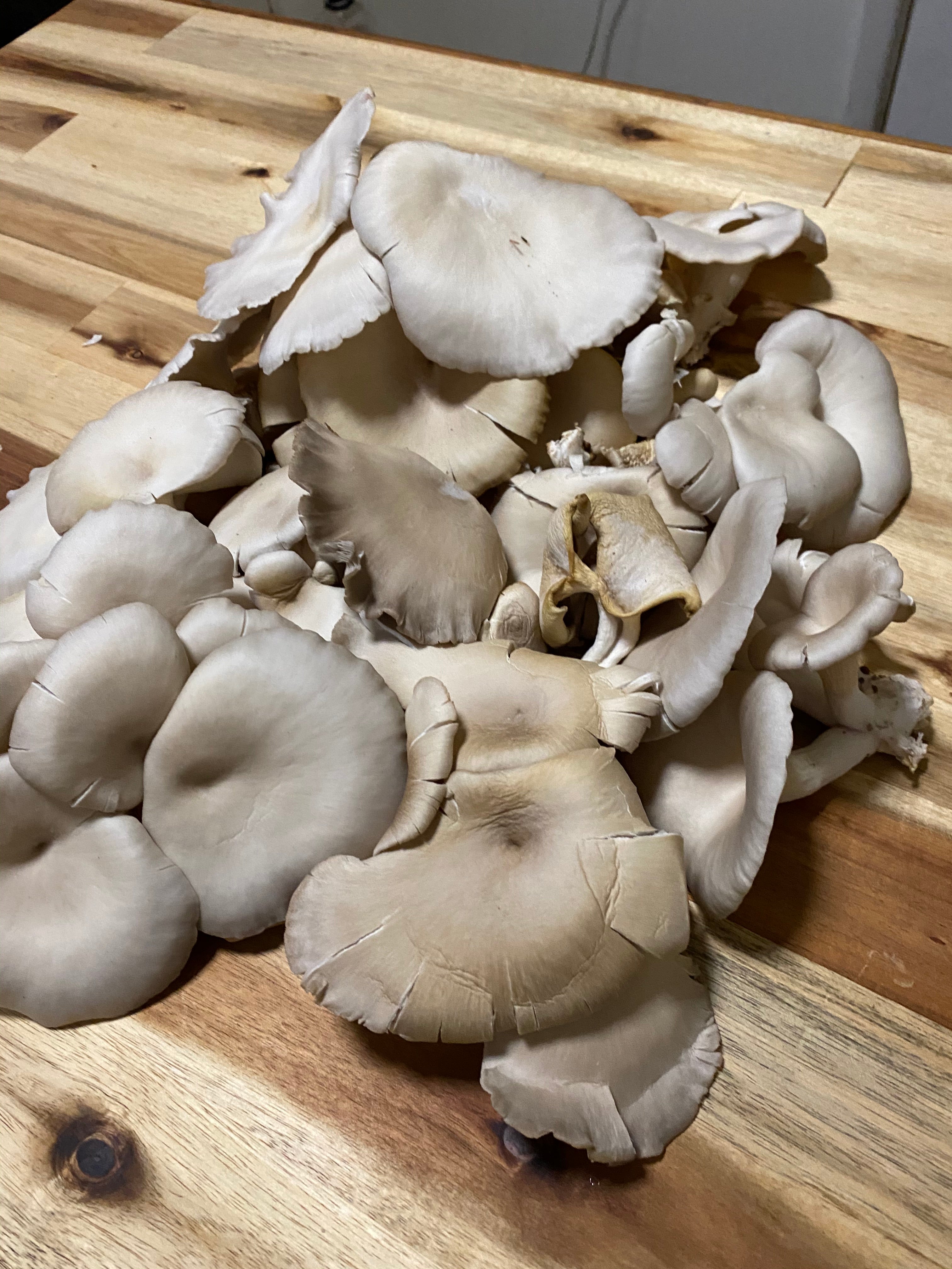 Organic Oyster Mushroom Grow  Kit