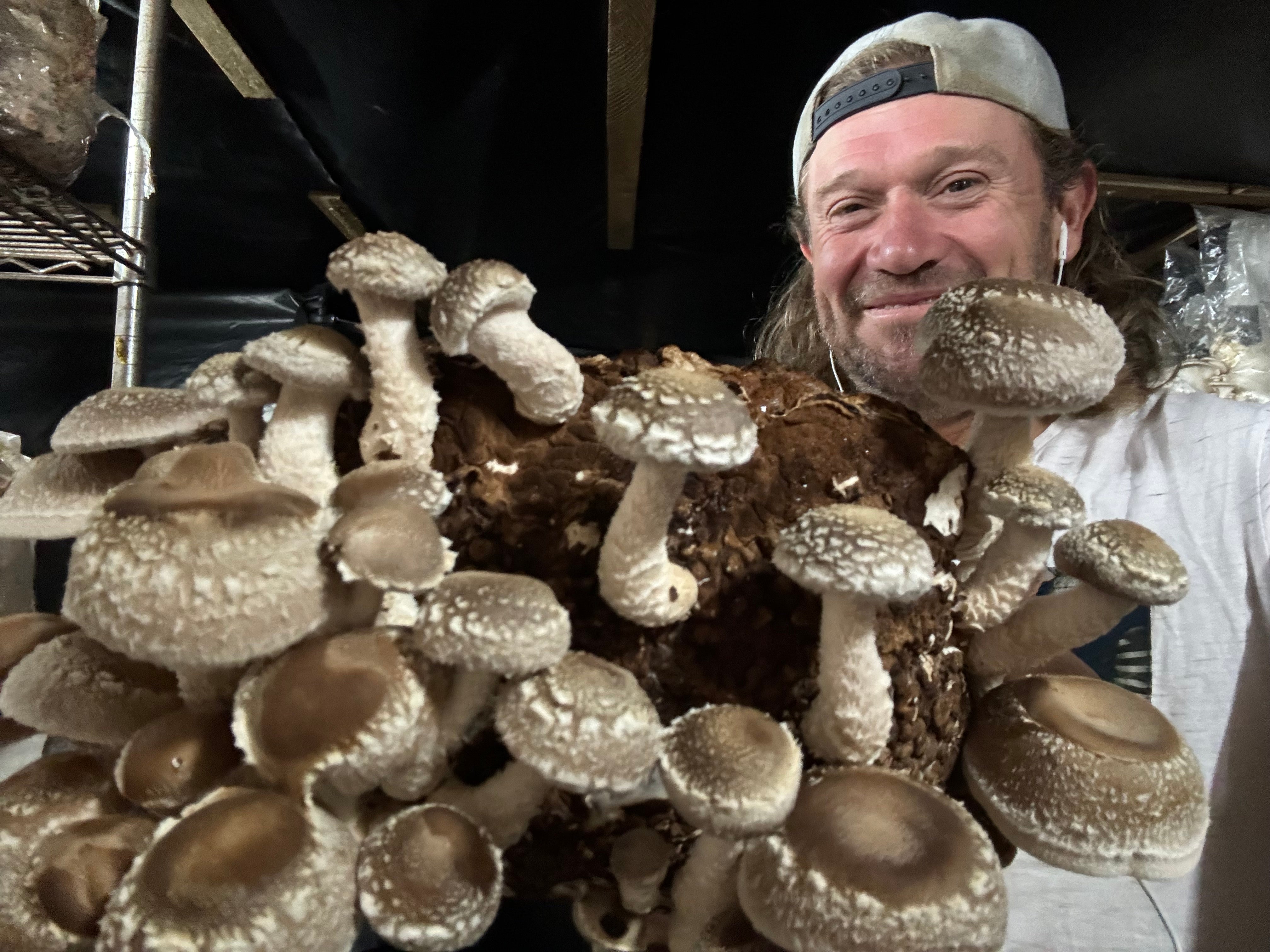 Organic Shiitake Mushroom Grow Kit
