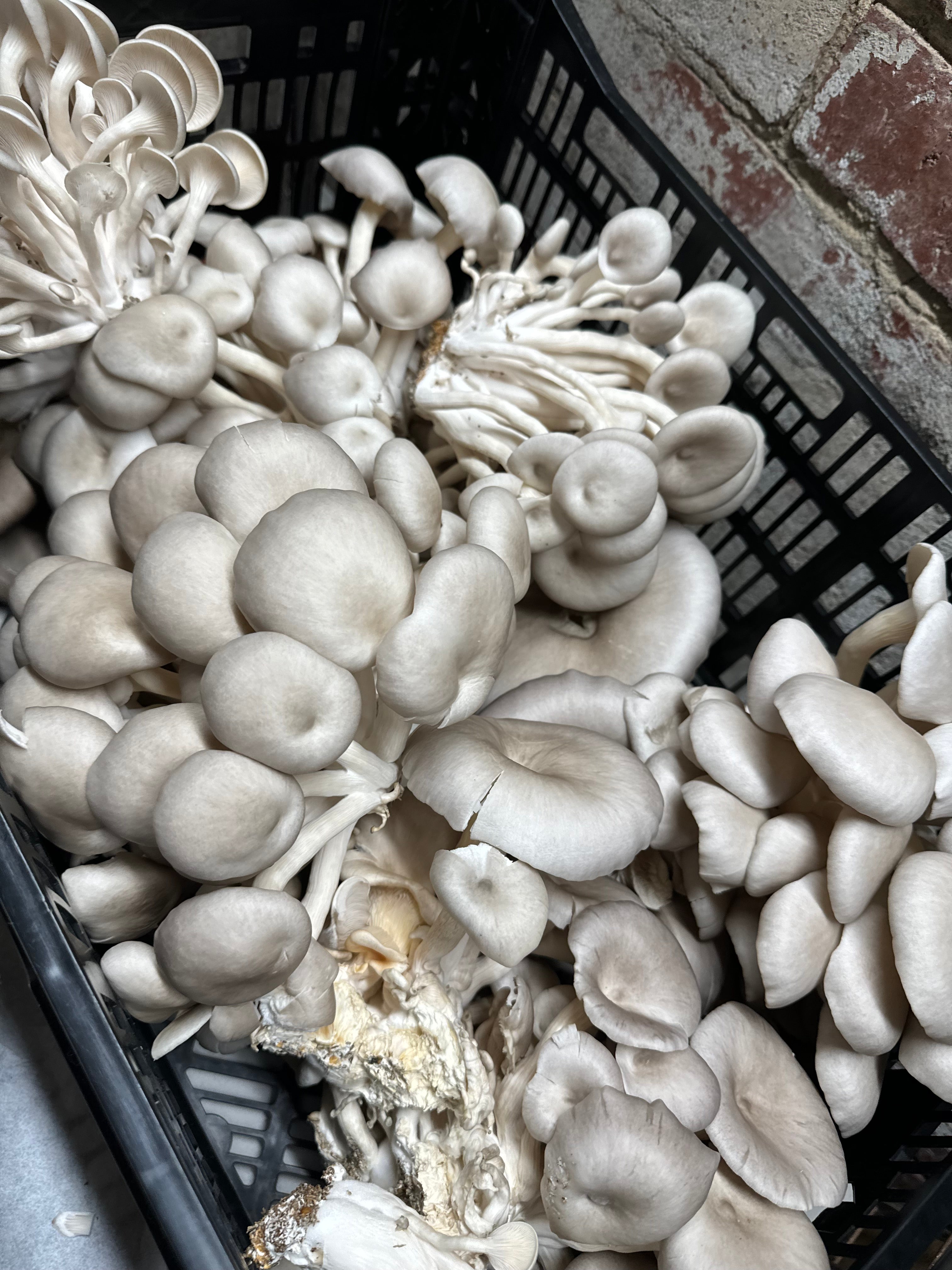 Fresh Oyster Mushrooms