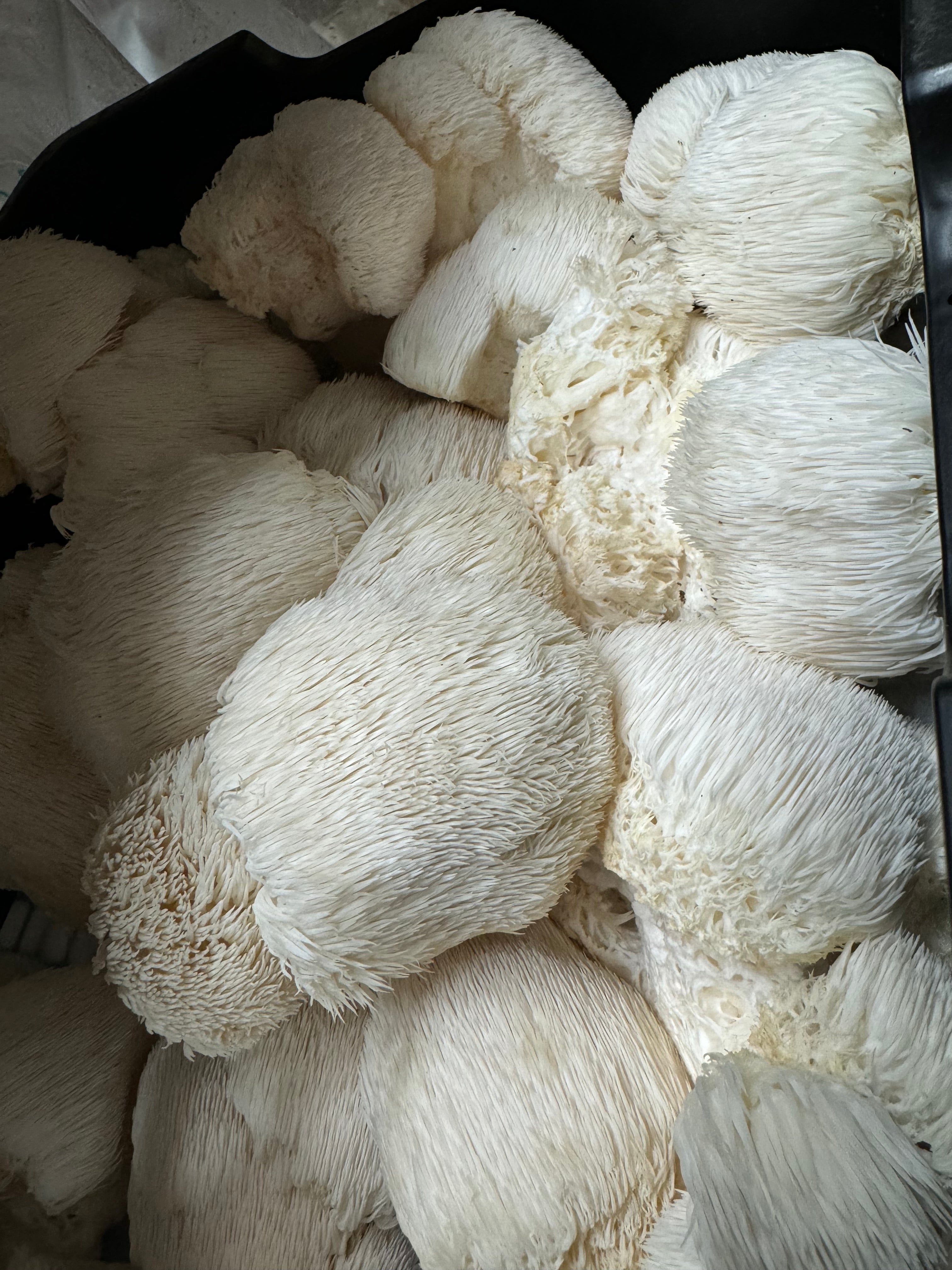 Lions Mane Capsules