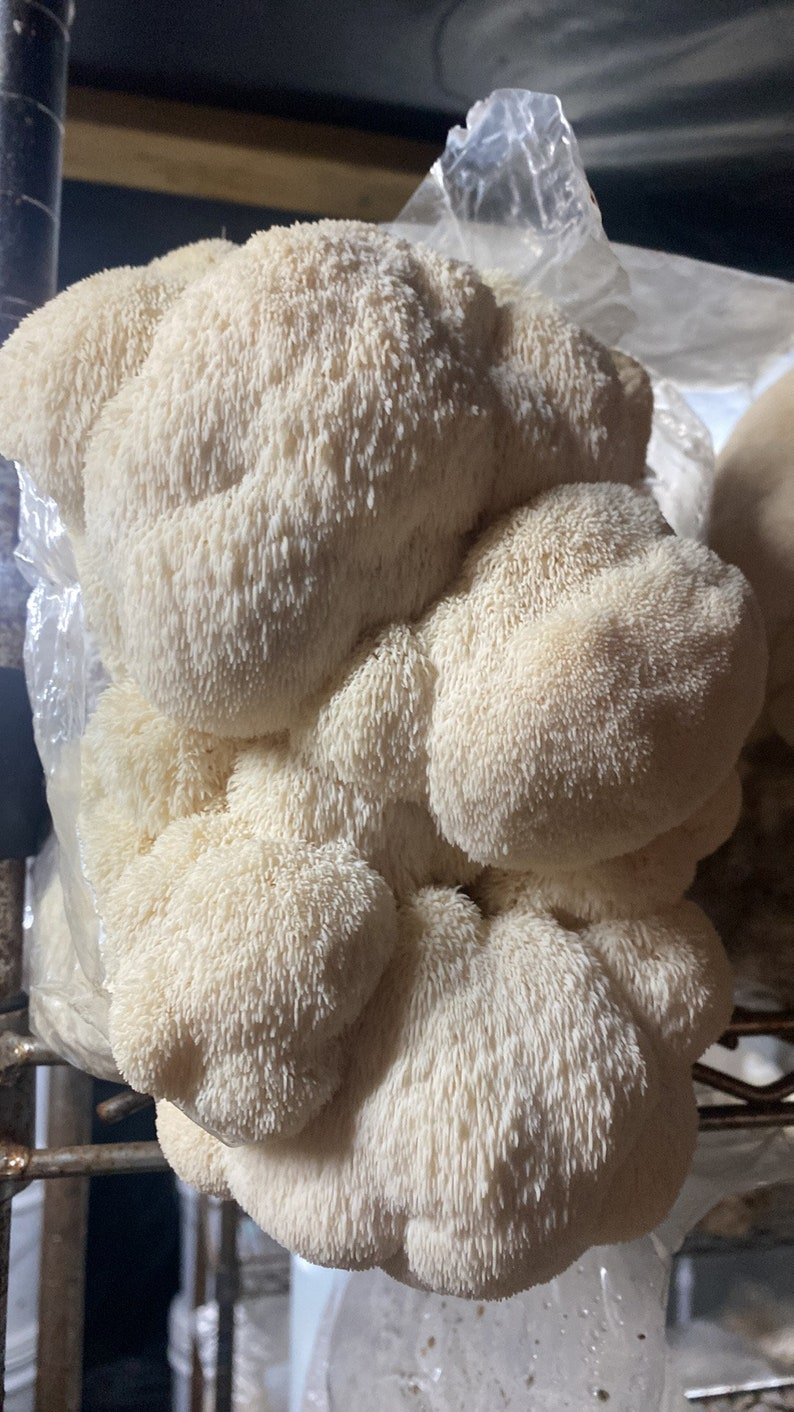 Organic Lions Mane Mushroom Grow Kit