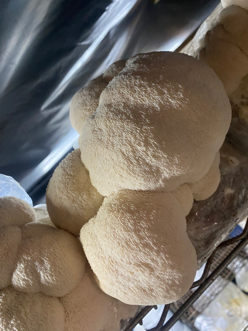 Organic Lions Mane Mushroom Grow Kit